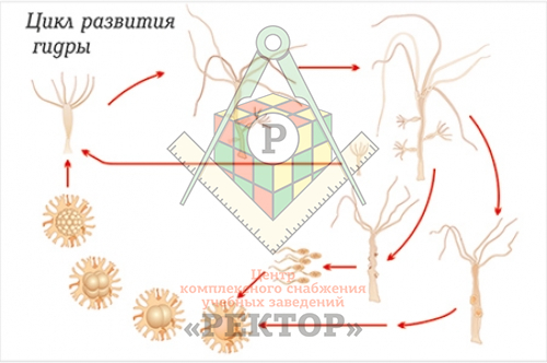 Короткая ссылка на кракен